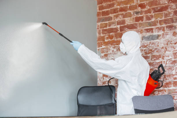 Best Basement Mold Removal  in Everett, WA